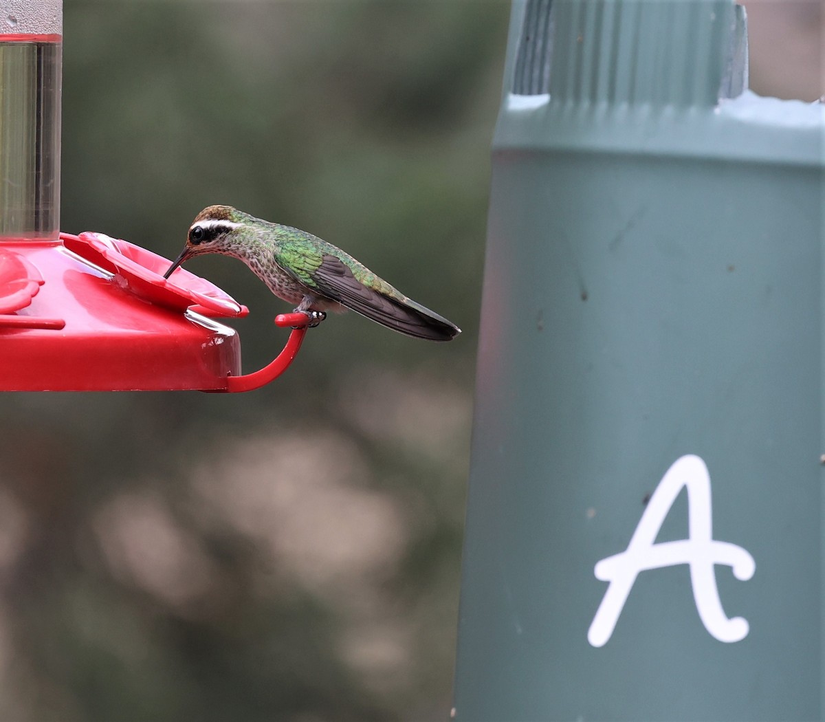 White-eared Hummingbird - ML593430721