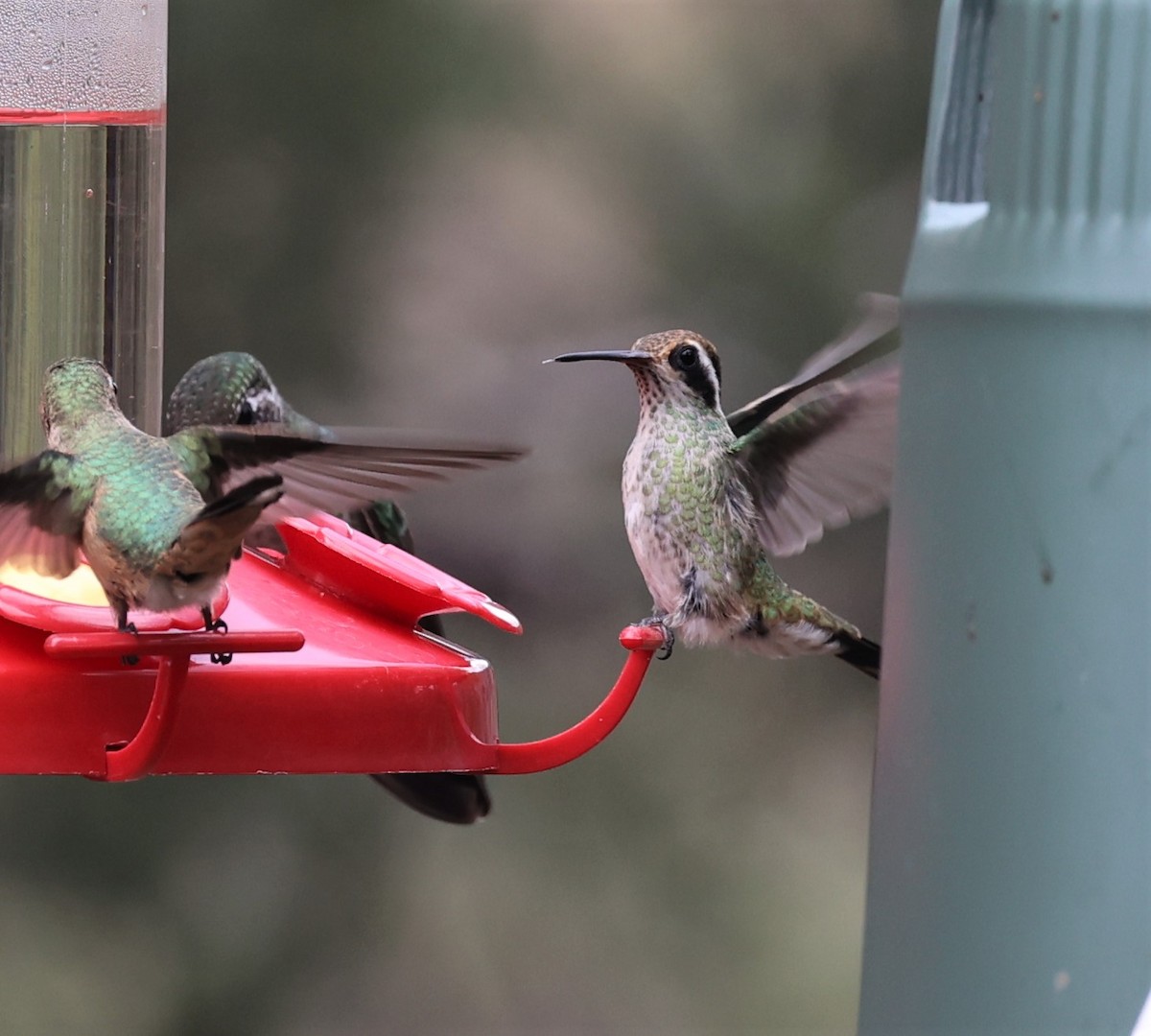 White-eared Hummingbird - Dennis Cooke