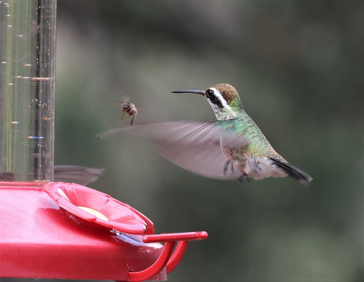 Colibrí Orejiblanco - ML593430771