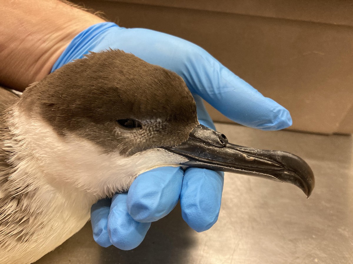 Great Shearwater - Animal Rehabilitation Keep Live Stranded Rarities