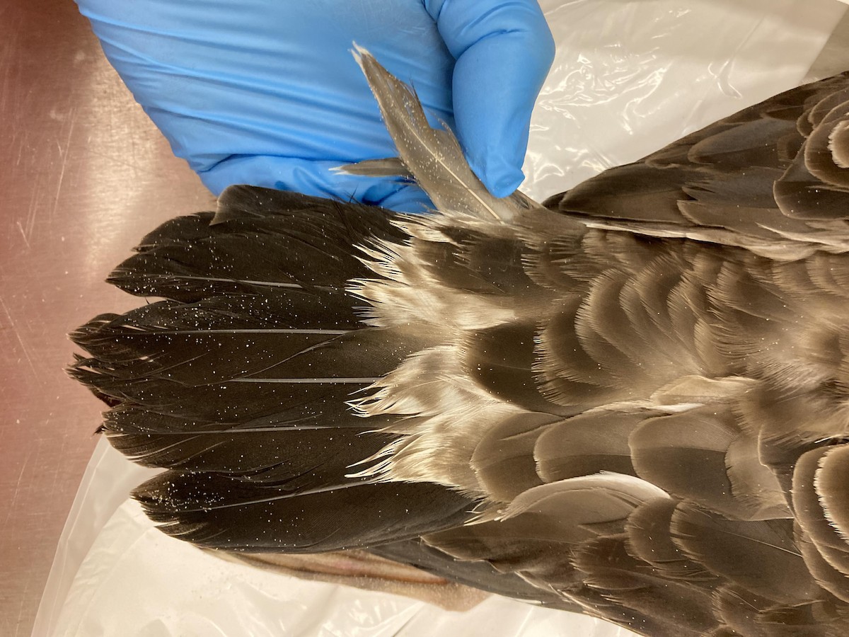 Great Shearwater - Animal Rehabilitation Keep Live Stranded Rarities