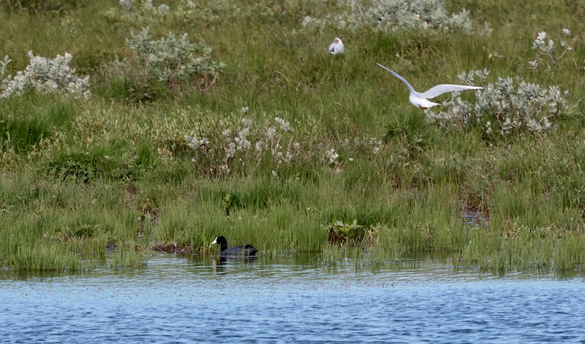 Eurasian Coot - ML593433681