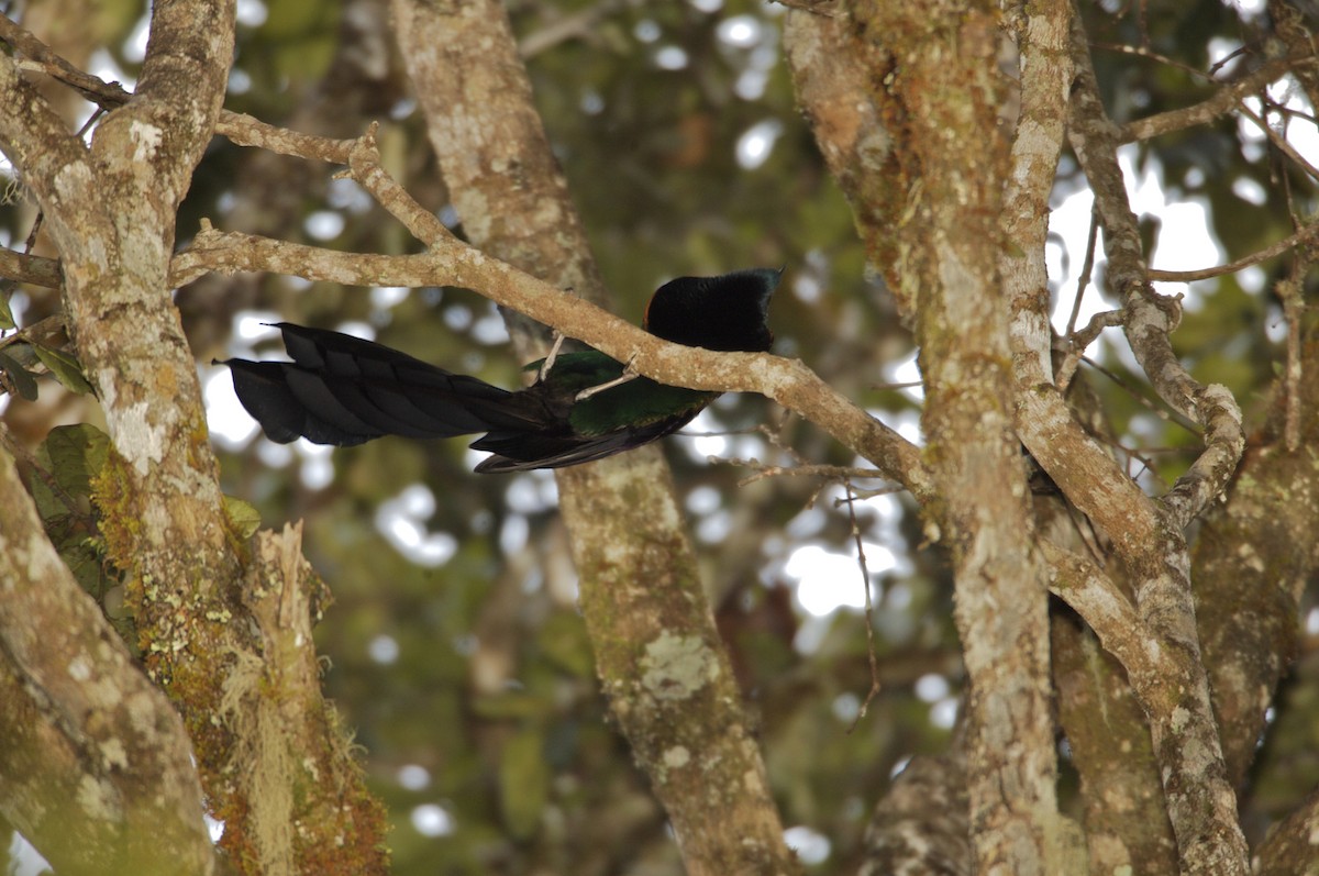 Huon Astrapia - Tim Laman