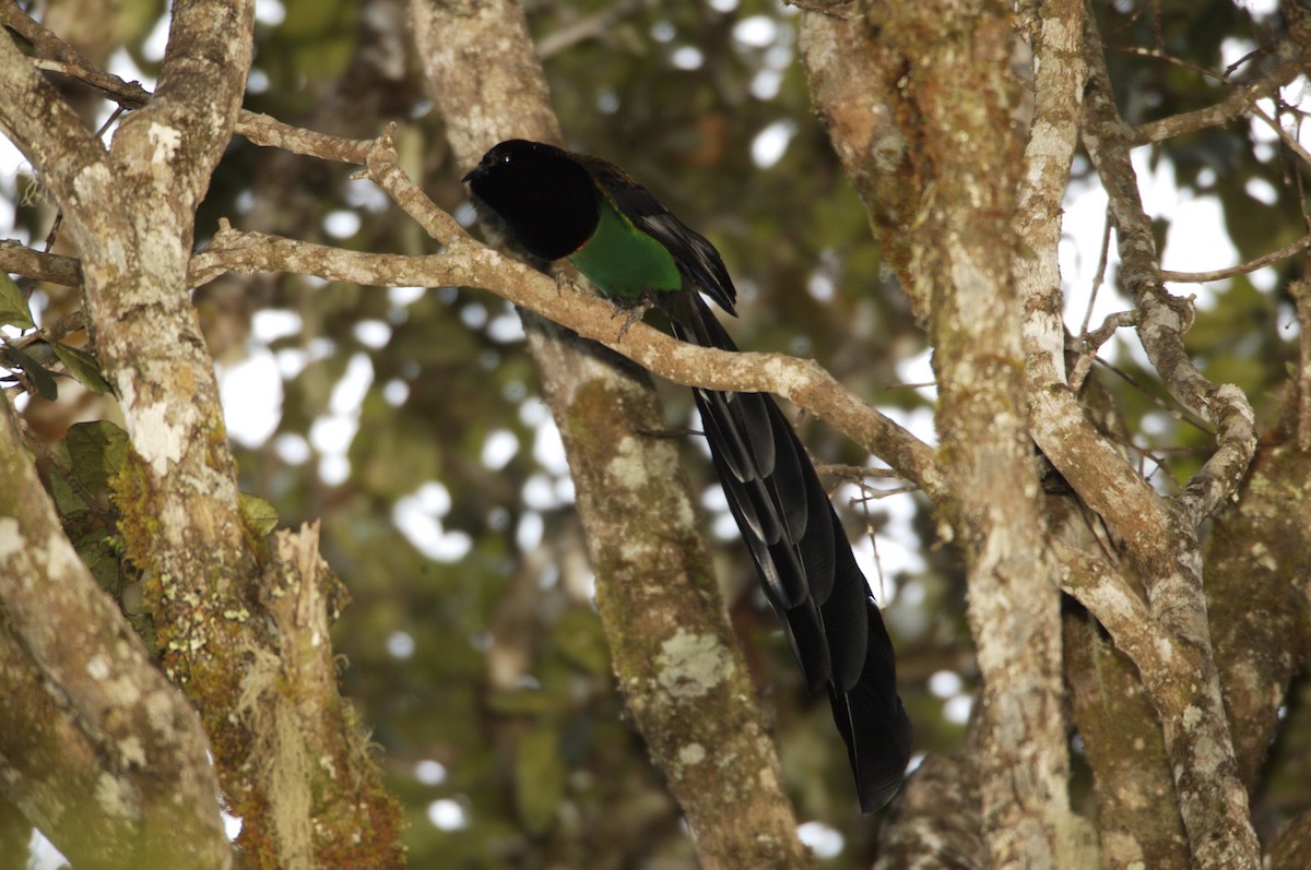 Huon Astrapia - Tim Laman