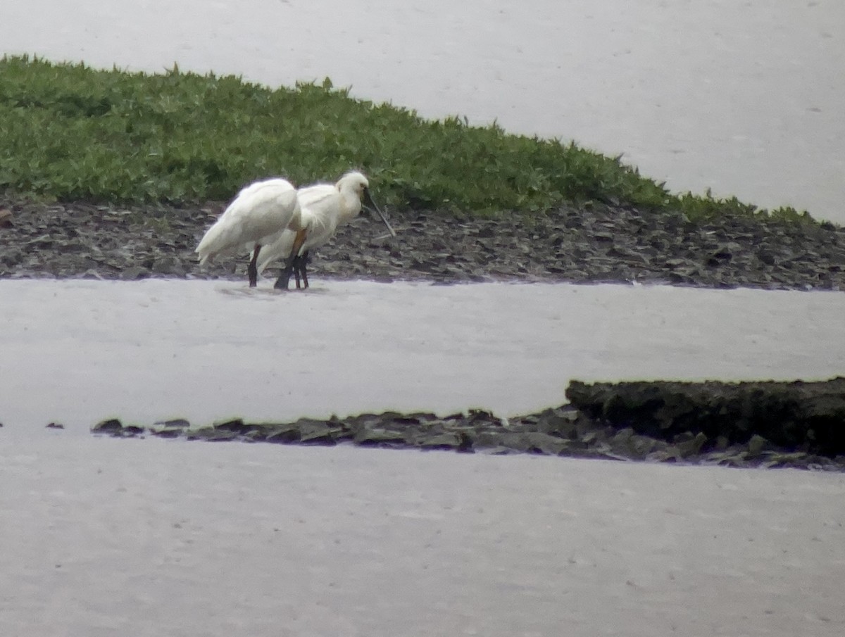 Eurasian Spoonbill - ML593434531