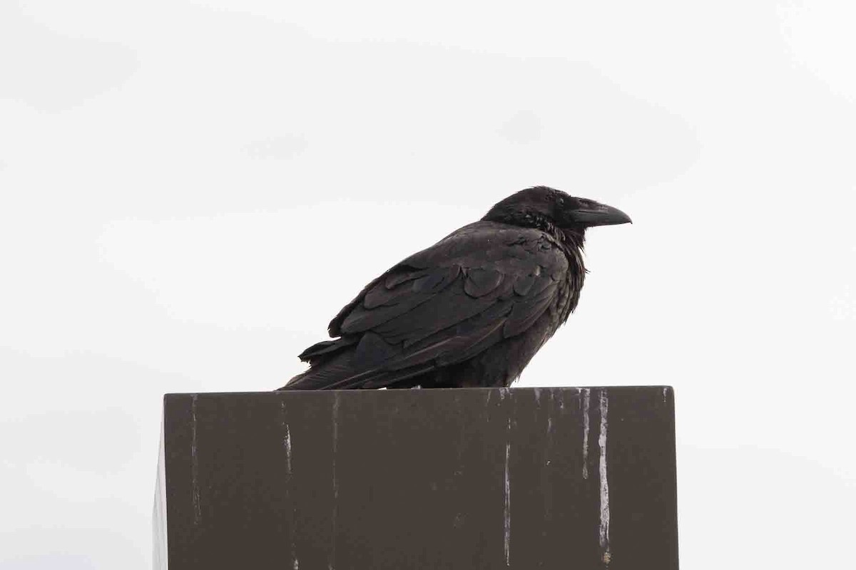 Common Raven - ML593435821