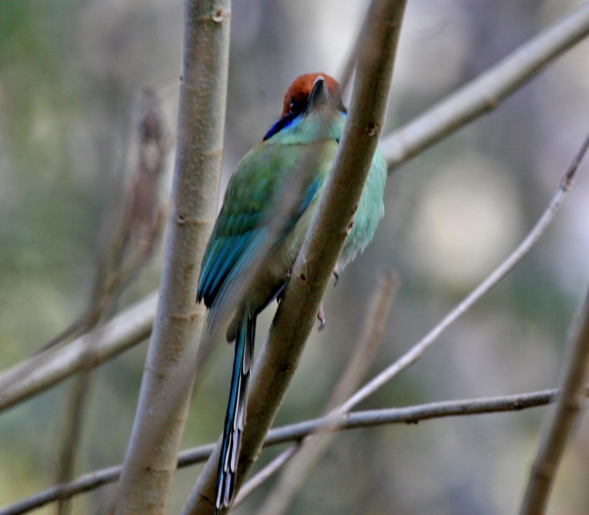 Tody Motmot - ML593436311