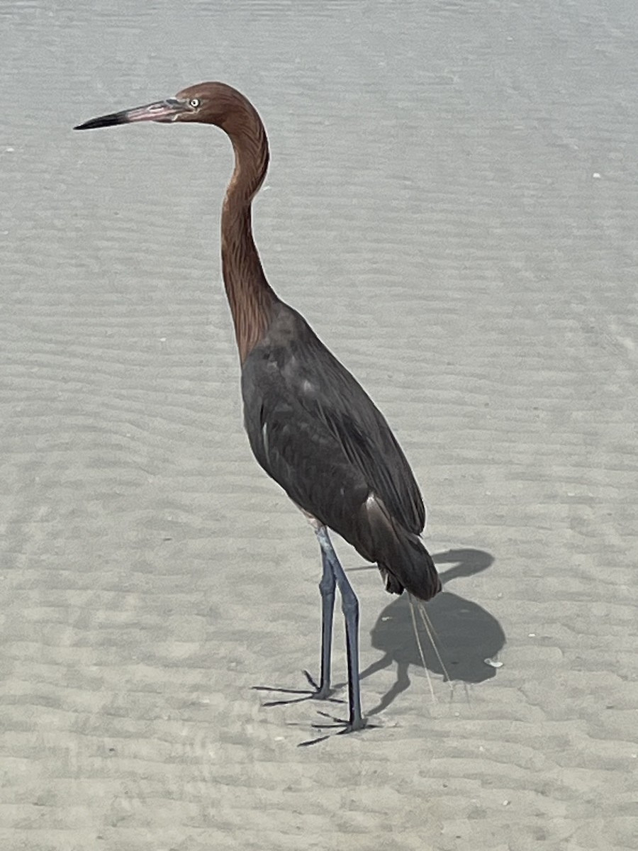 Reddish Egret - ML593436481