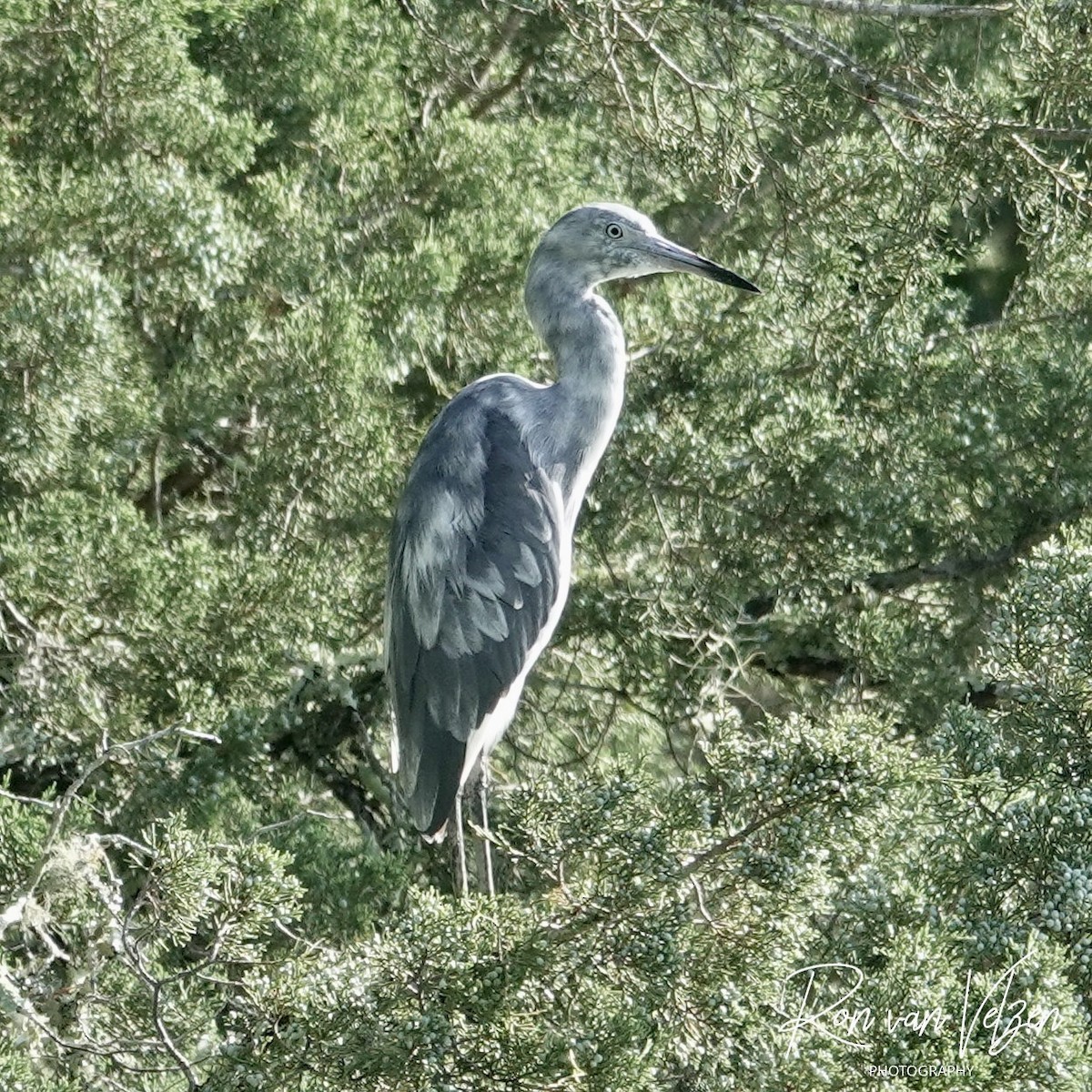 Little Blue Heron - ML593436501