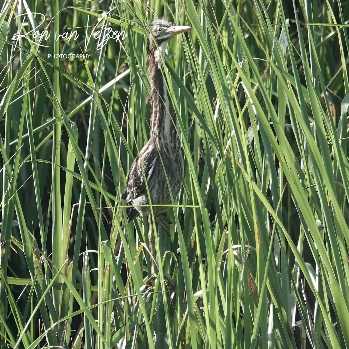 Green Heron - ML593436541