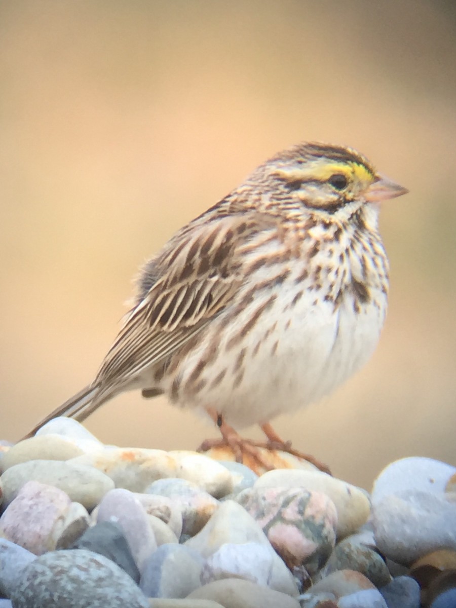 Savannah Sparrow - ML59343761