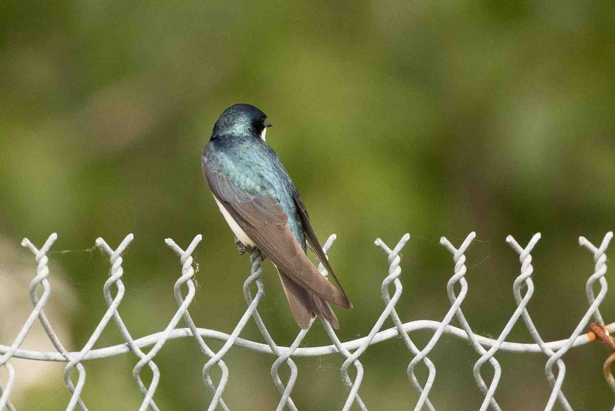 Tree Swallow - ML593437911