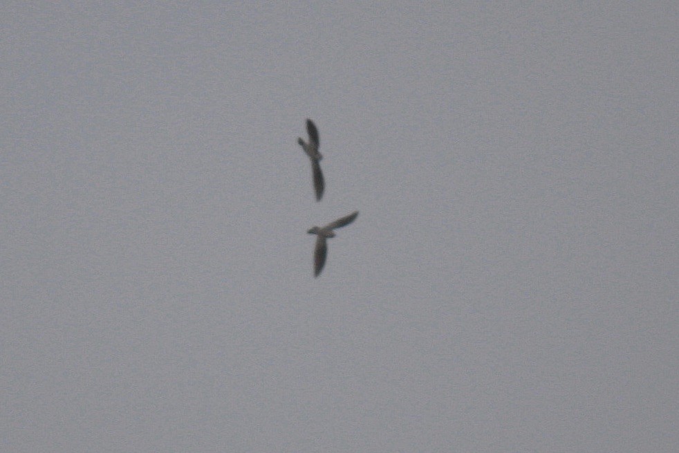 Common Cuckoo - ML593437971