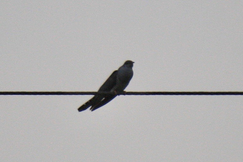 Common Cuckoo - ML593438171