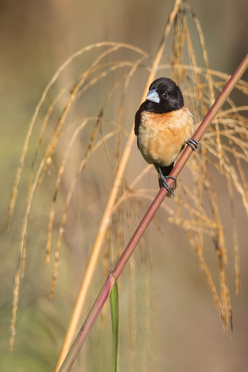 Hooded Munia - ML593438531