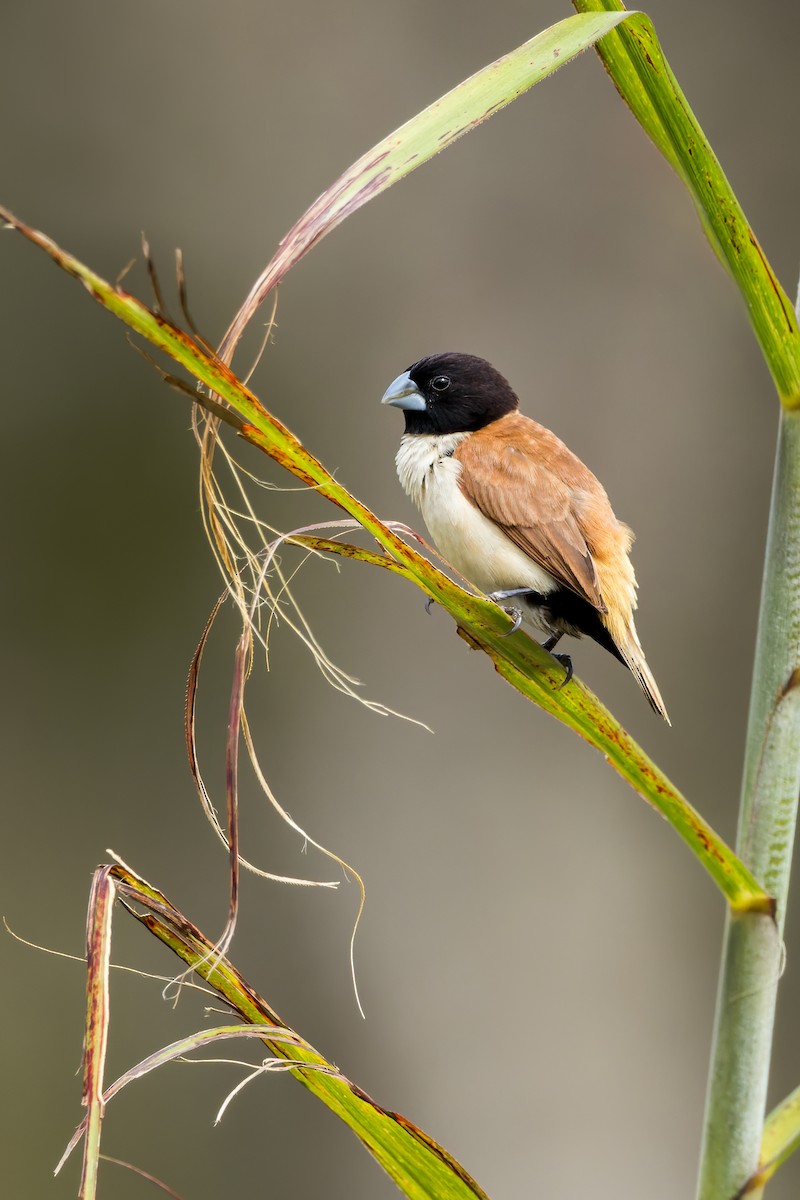 Hooded Munia - ML593438701