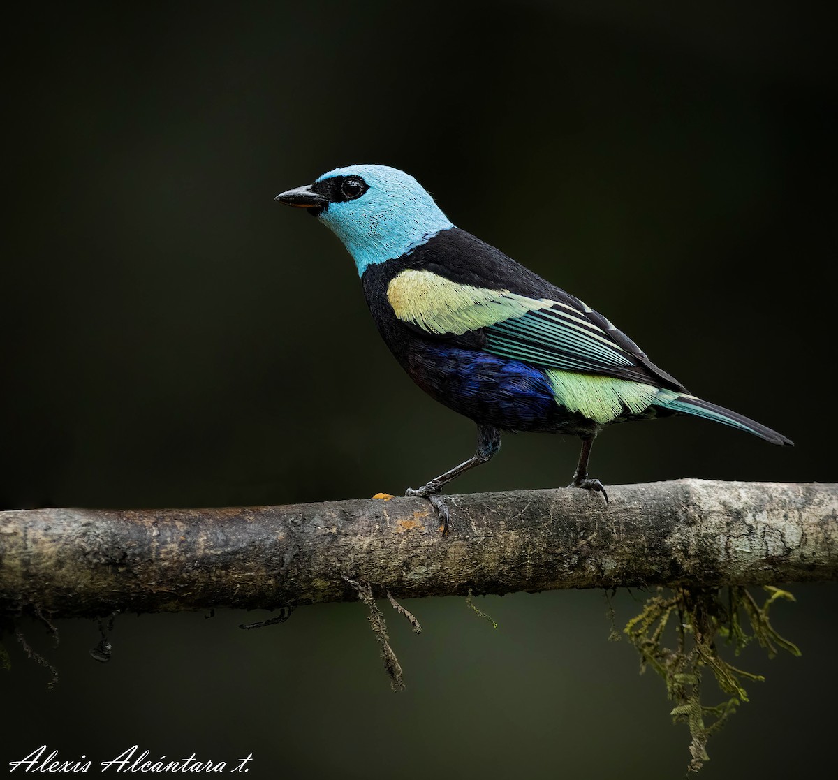 Blue-necked Tanager - ML593438831