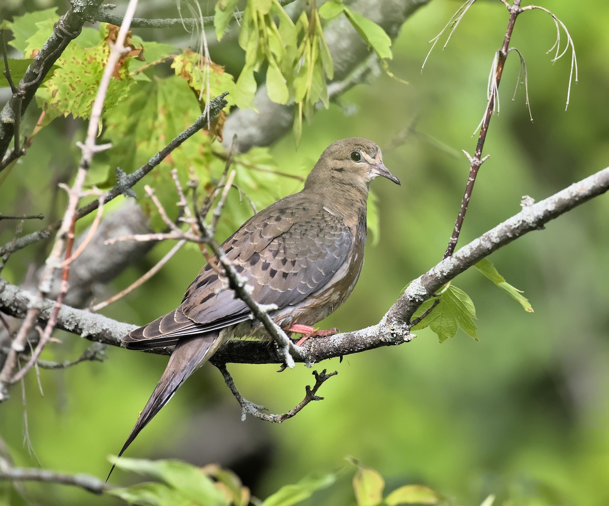 Mourning Dove - ML593439071