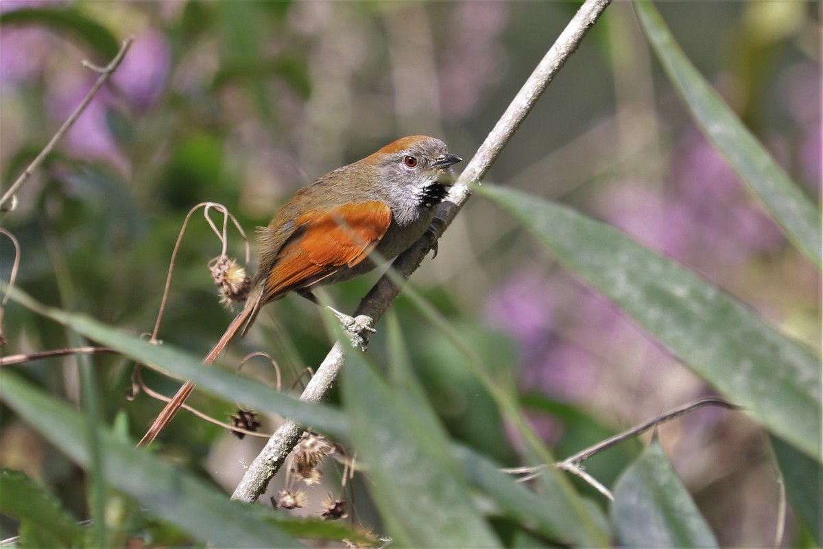 Azara's Spinetail - Robert McNab