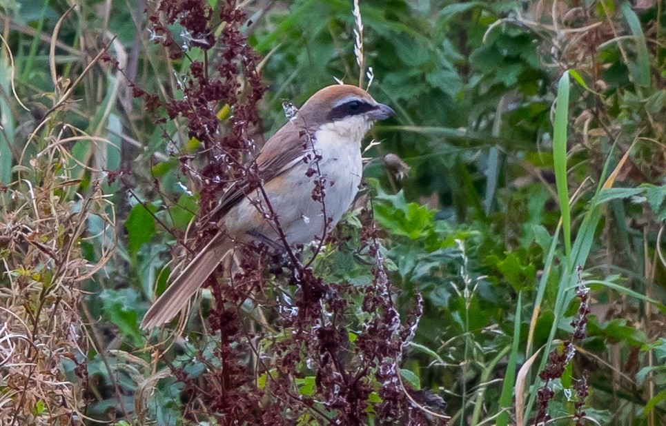 Brown Shrike - ML593439931