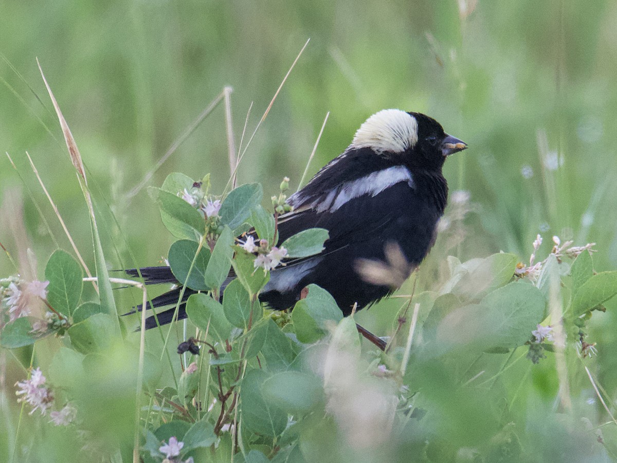 bobolink americký - ML593440681