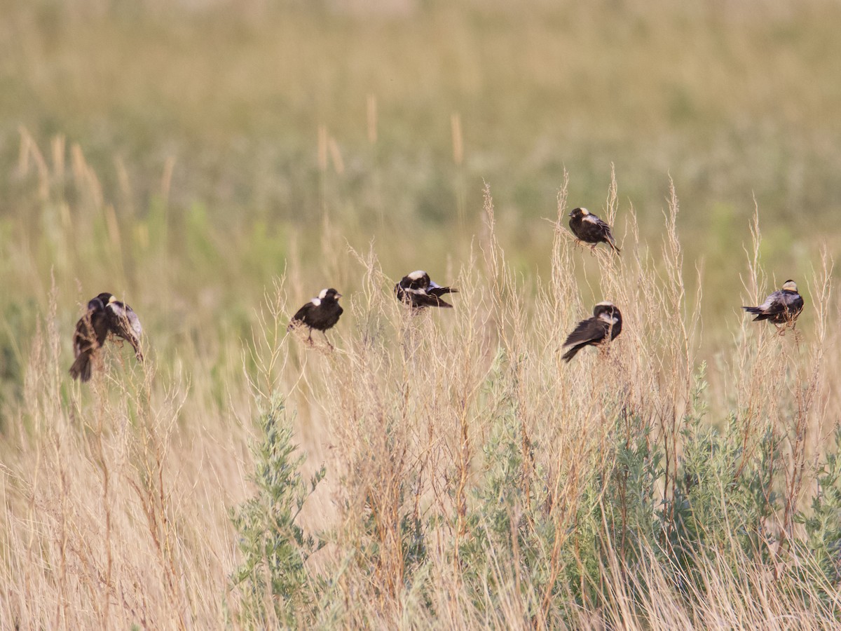 Bobolink - Dave Prentice