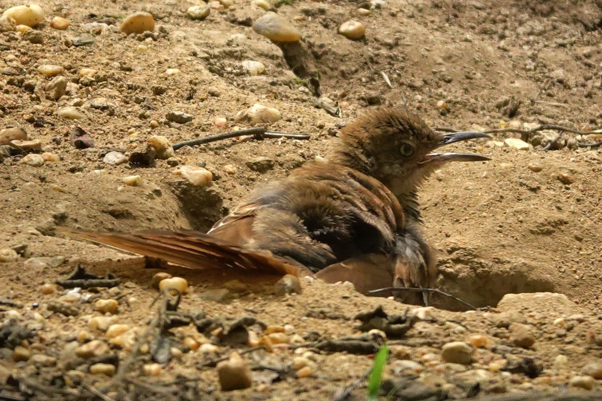 Brown Thrasher - ML593440961