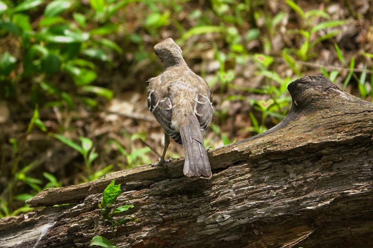 Northern Mockingbird - michael simon