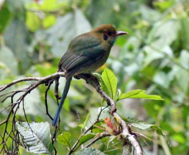 blåstrupemotmot - ML593444131