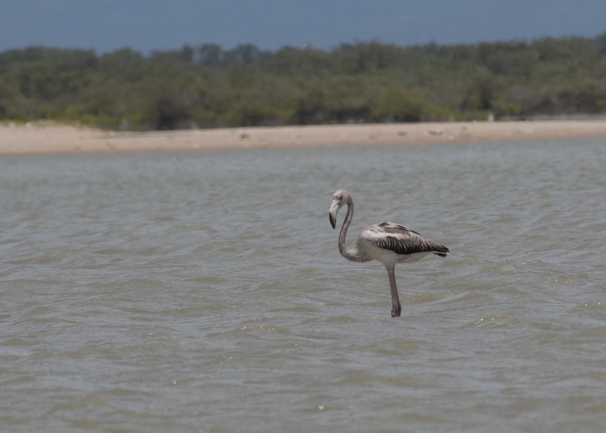 American Flamingo - ML593445021