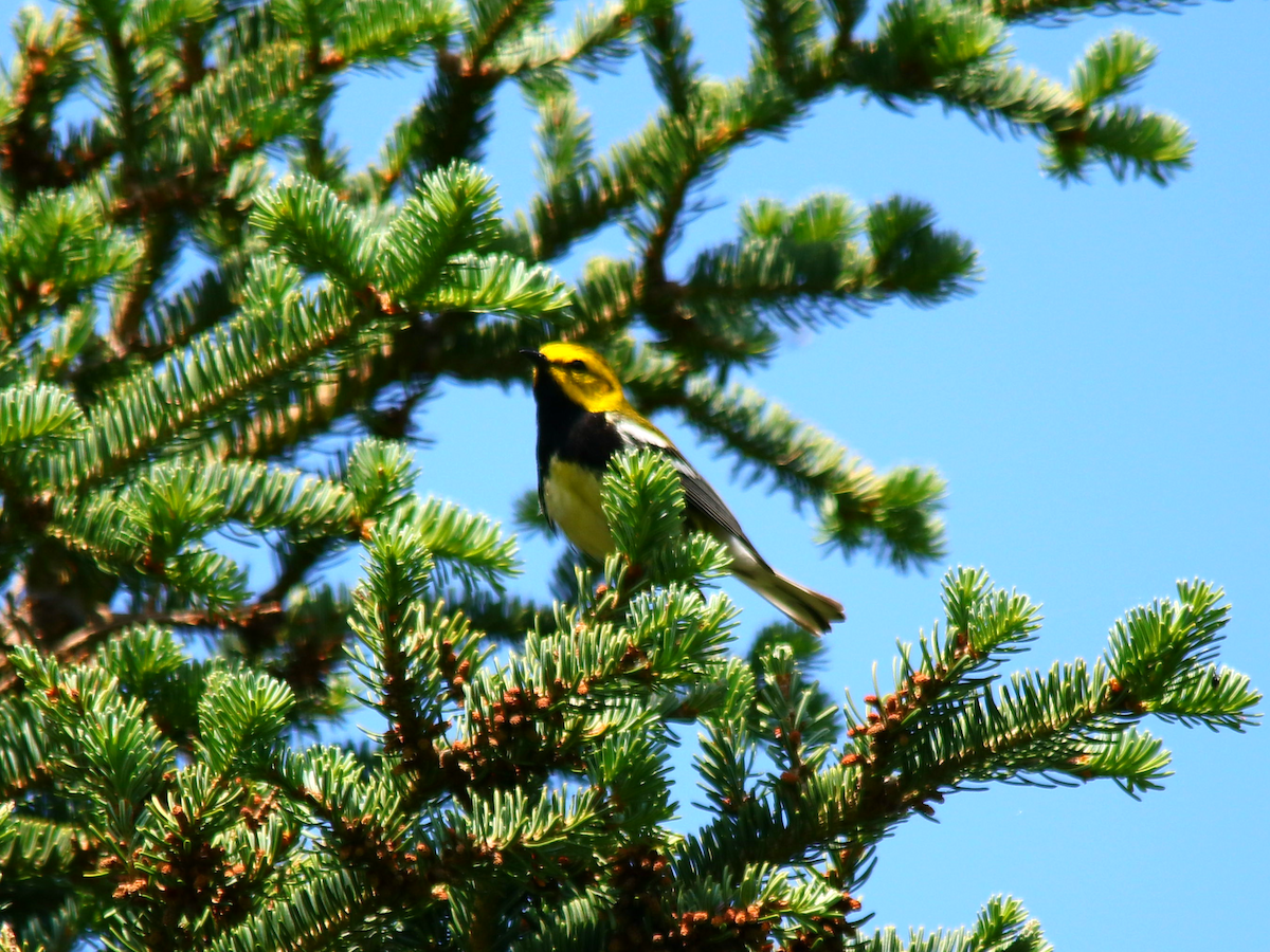 grønnparula - ML593445531