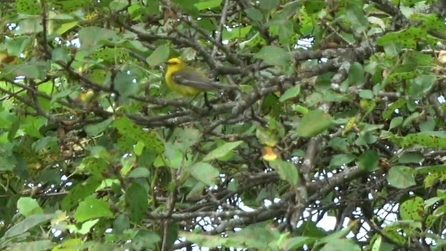 Golden-winged/Blue-winged Warbler - ML593445751