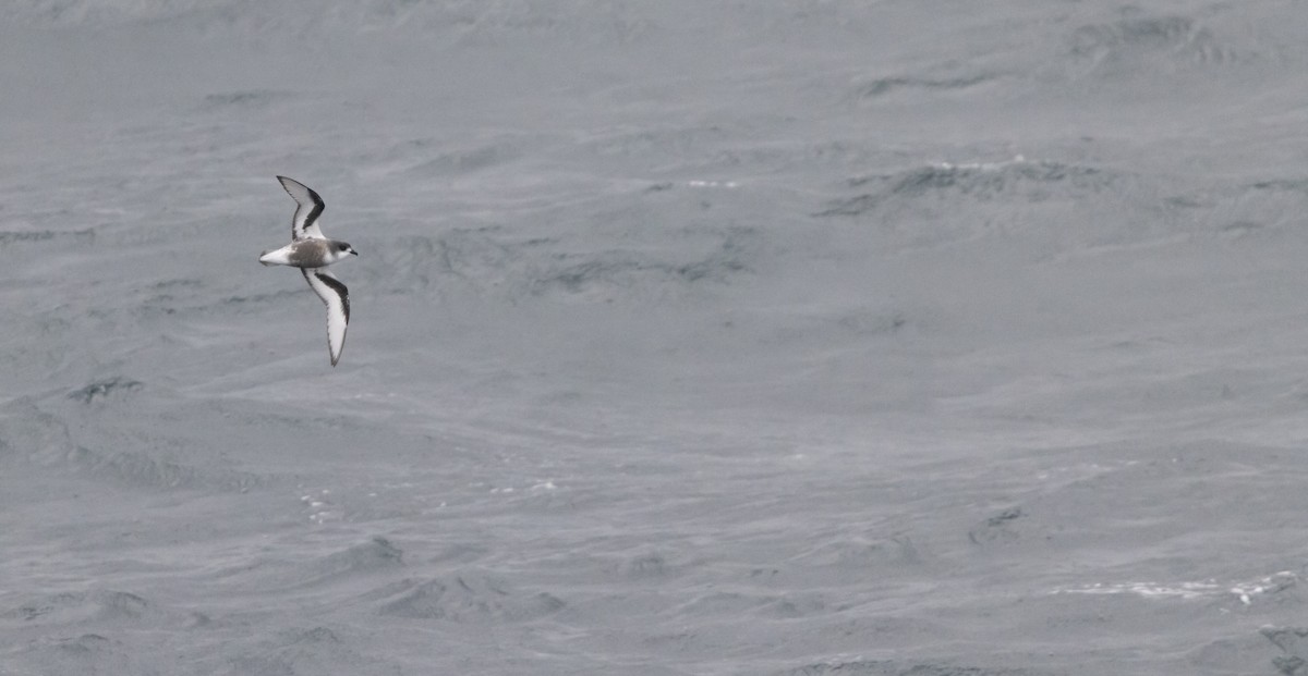 Mottled Petrel - ML593445821