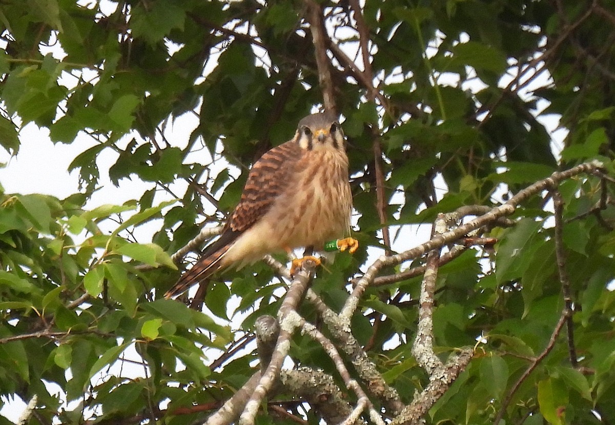 American Kestrel - ML593446841