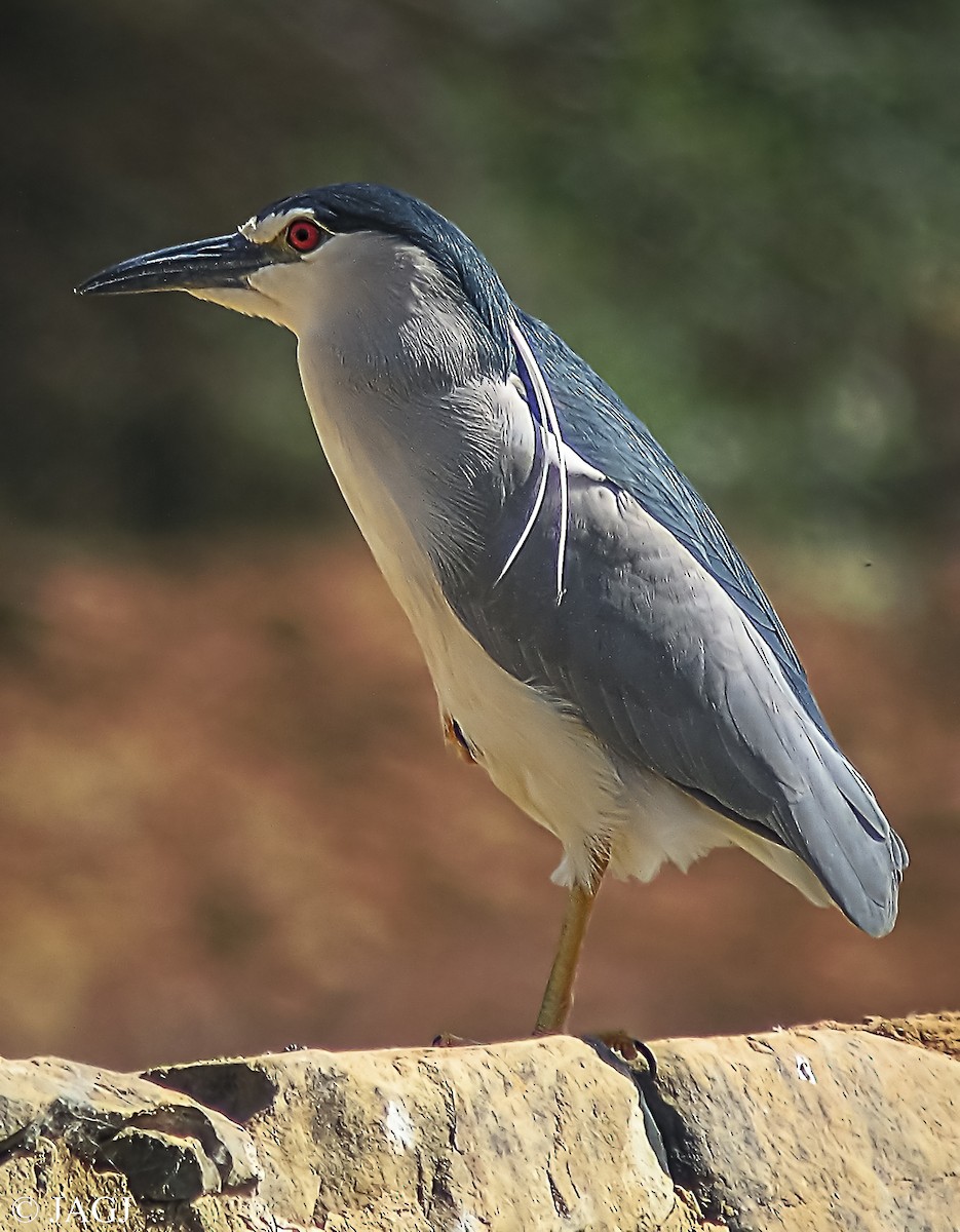 natthegre - ML593447851