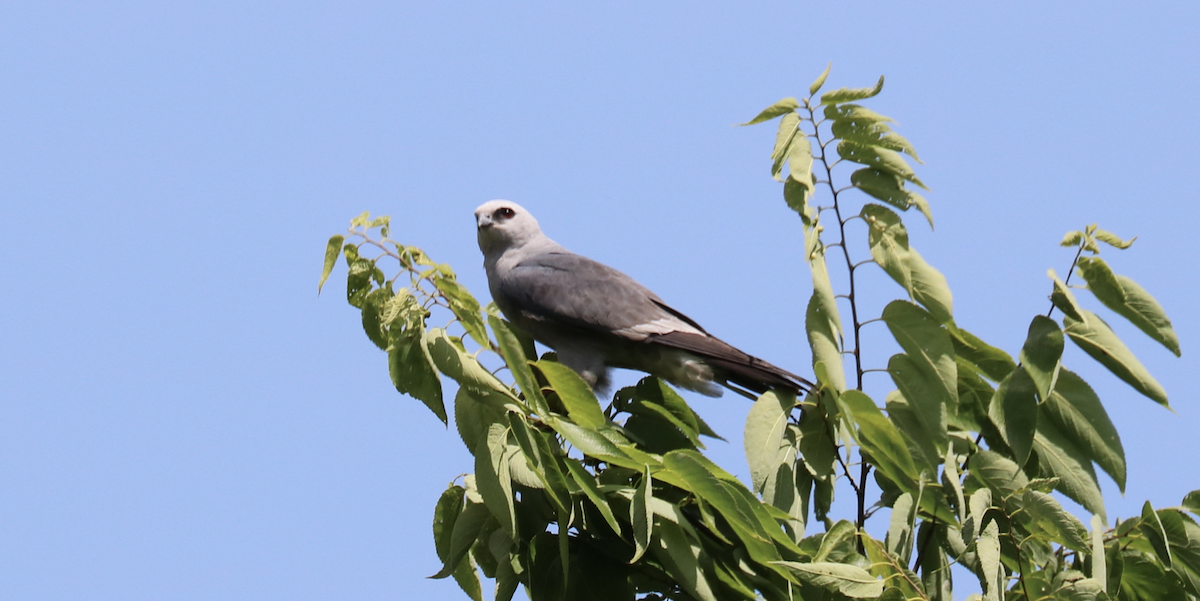 Mississippi Kite - ML593448001
