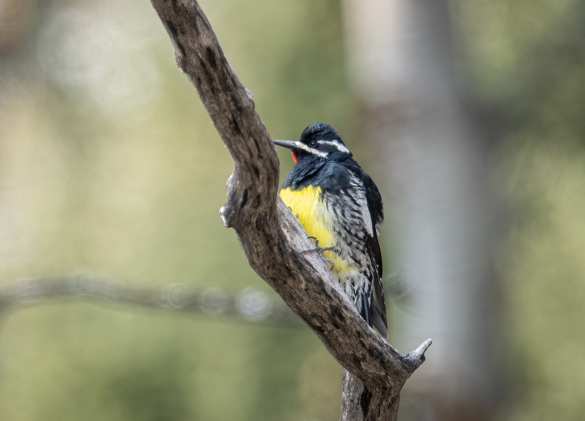 Williamson's Sapsucker - Forrest Rowland