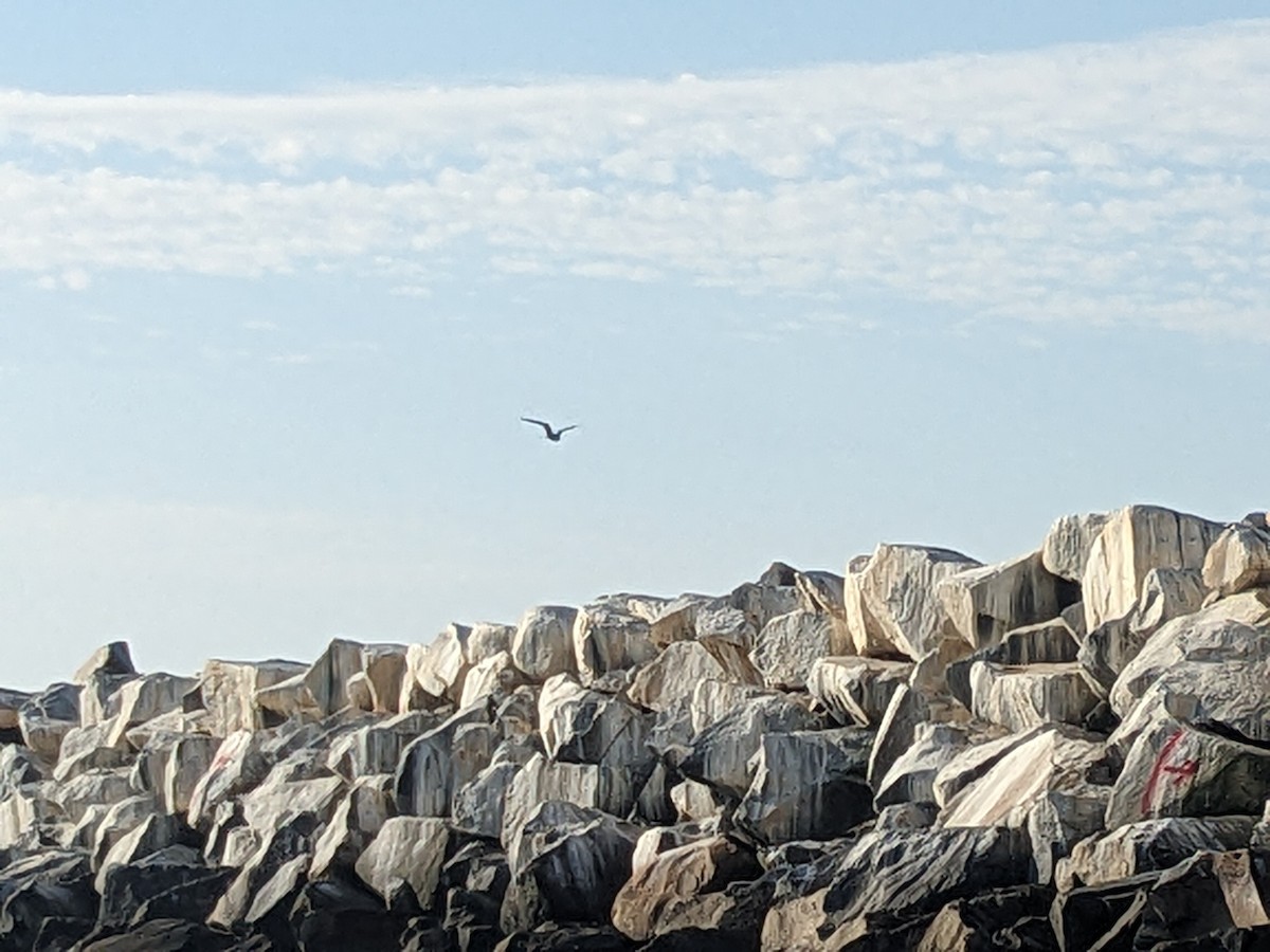 Magnificent Frigatebird - ML593449461