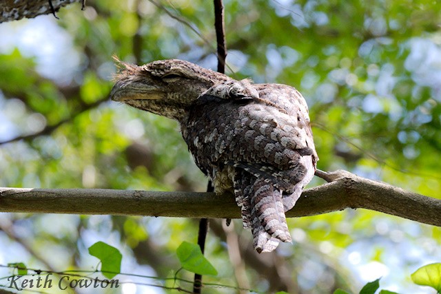 Papuan Frogmouth - ML593449631
