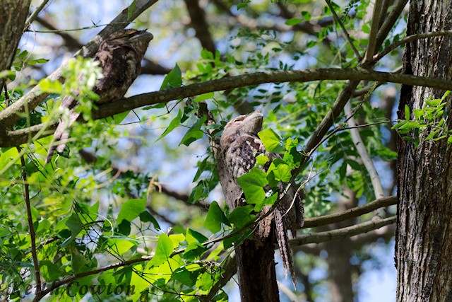 Papuan Frogmouth - ML593449661