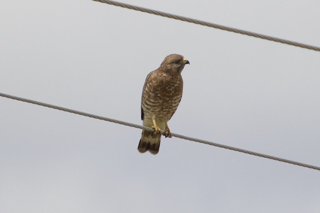 Broad-winged Hawk - ML59345141