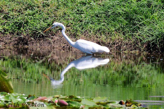 Great Egret (modesta) - ML593451811