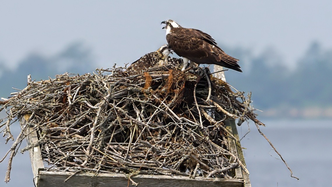 Osprey - Nicholas Travis