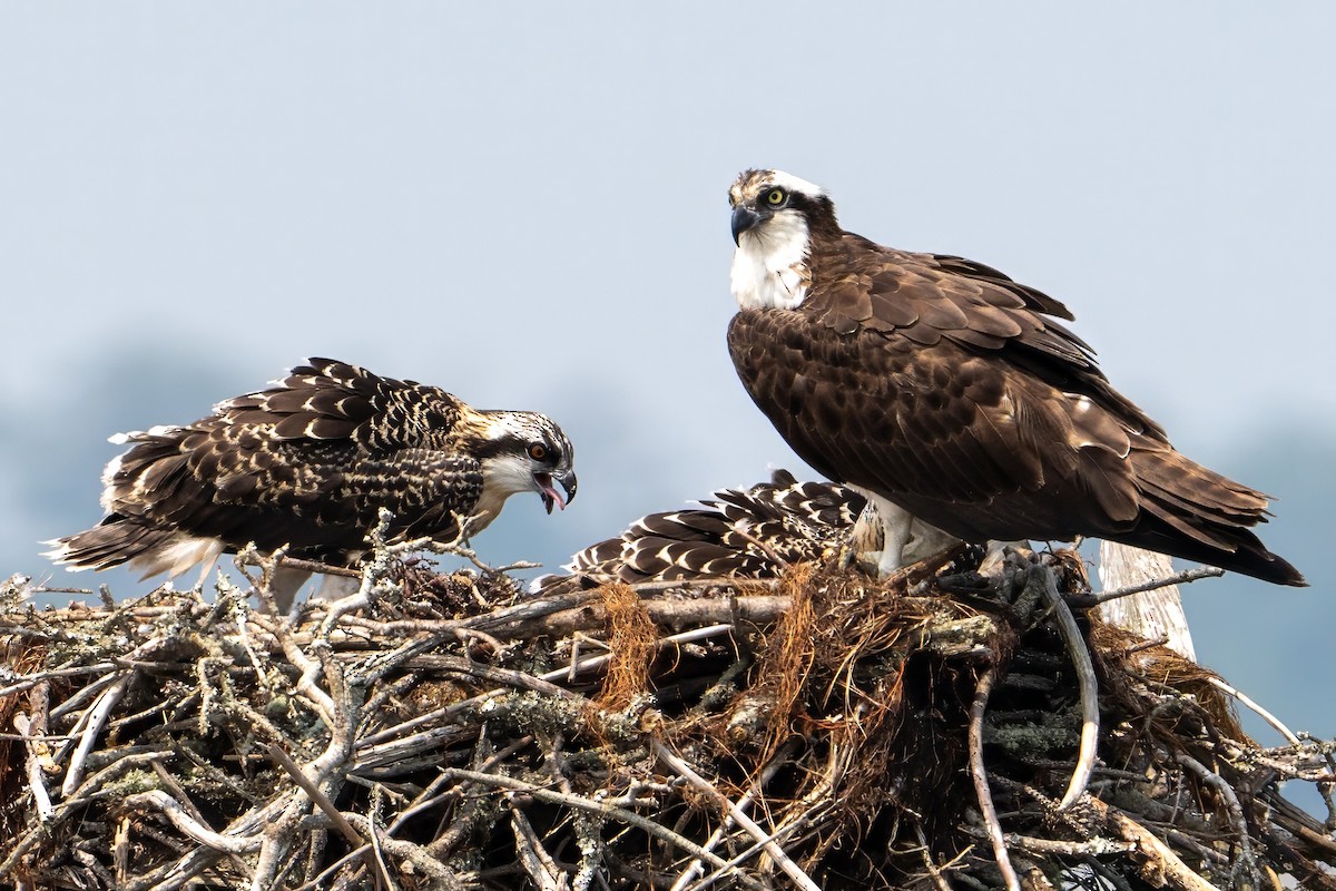 Osprey - Nicholas Travis