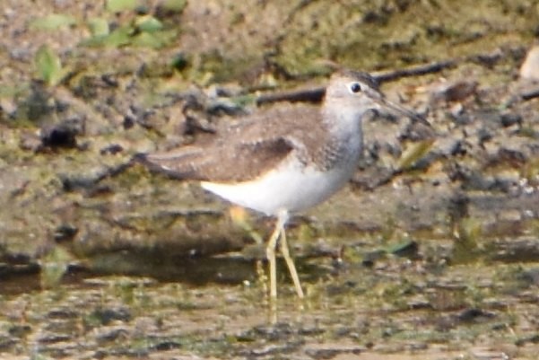 Solitary Sandpiper - ML593453121