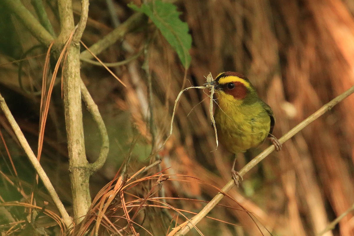 Golden-browed Warbler - ML59345461