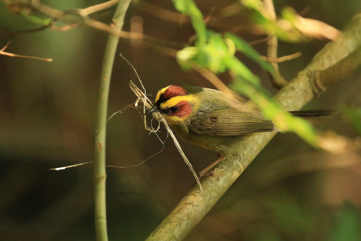 Golden-browed Warbler - ML59345531