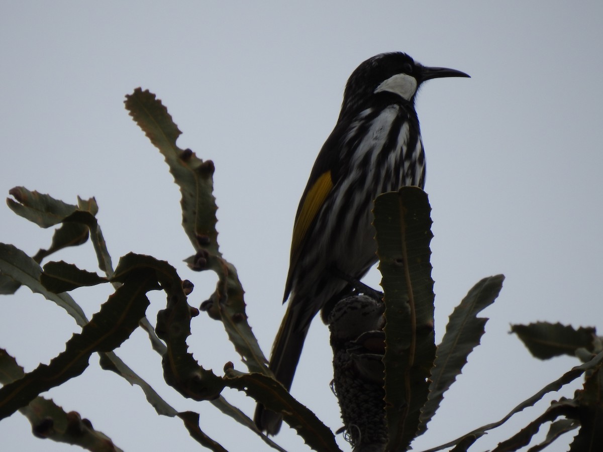 White-cheeked Honeyeater - Hannah Elliott