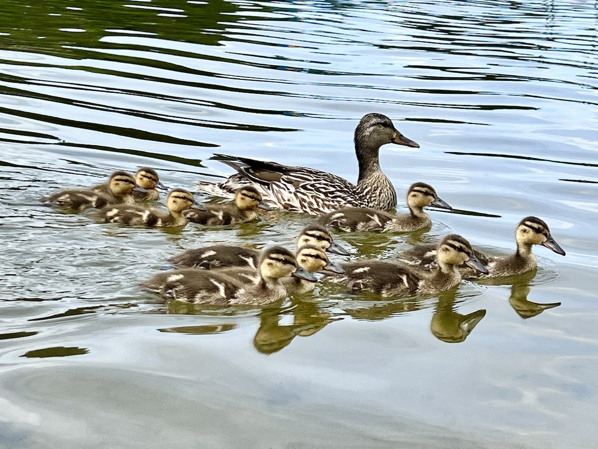 Canard colvert - ML593456501