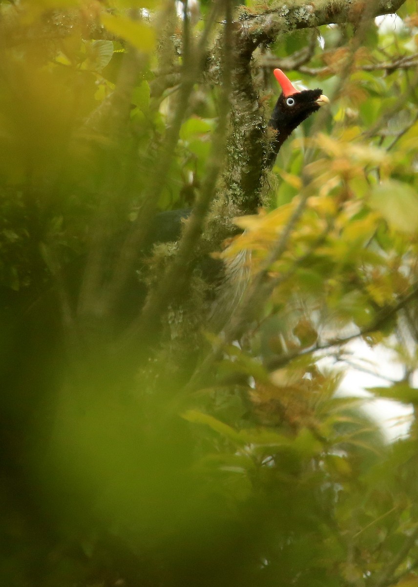 Horned Guan - ML59345651